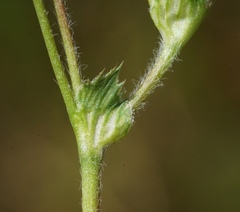 Trifolium microdon