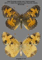Phyciodes tharos orantain