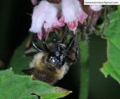 Bombus pseudobaicalensis