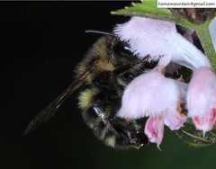 Bombus pseudobaicalensis