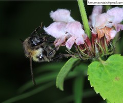 Bombus pseudobaicalensis