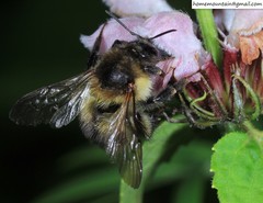 Bombus pseudobaicalensis