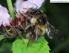 Bombus pseudobaicalensis