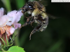 Bombus pseudobaicalensis