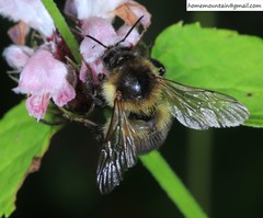 Bombus pseudobaicalensis