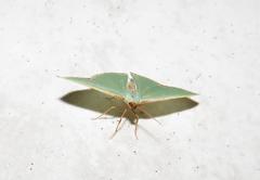 Heterorachis devocata devocata