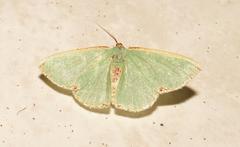 Heterorachis devocata devocata