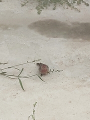 Haemorhous mexicanus