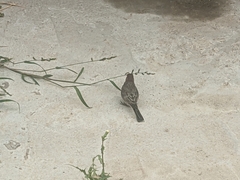 Haemorhous mexicanus