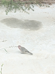 Haemorhous mexicanus