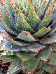 Aloe pratensis