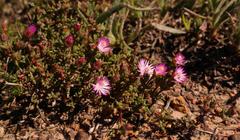 Lampranthus leptaleon
