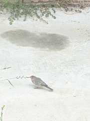 Haemorhous mexicanus