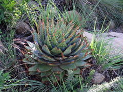 Aloe pratensis