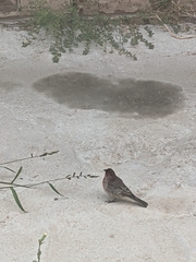 Haemorhous mexicanus