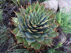 Aloe pratensis
