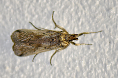 Melitara dentata