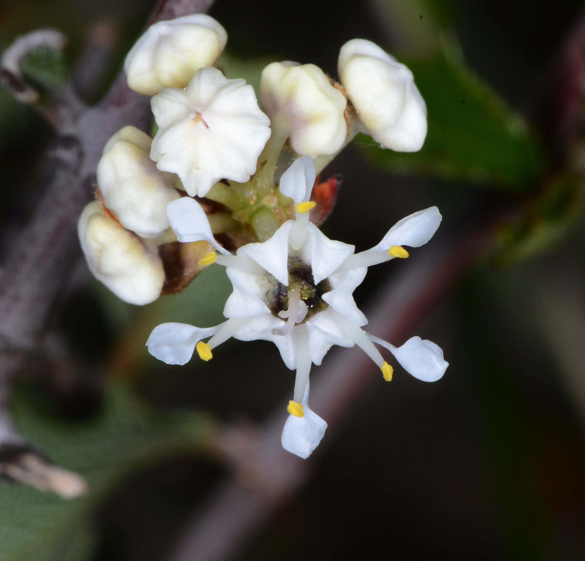 Ceanothus jepsonii var. albiflorus