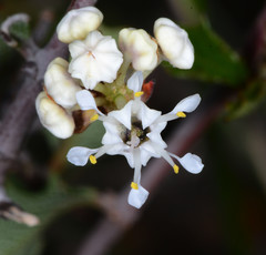 Ceanothus jepsonii albiflorus