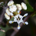 Ceanothus jepsonii albiflorus - Photo (c) Don Loarie, algunos derechos reservados (CC BY)