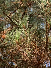 Pinus