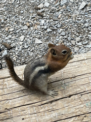 Callospermophilus lateralis certus