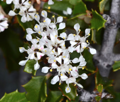 Ceanothus jepsonii albiflorus