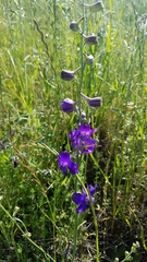 Delphinium variegatum
