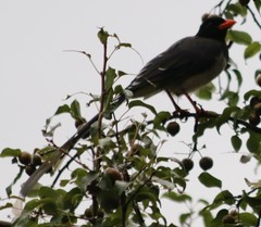 Urocissa erythroryncha