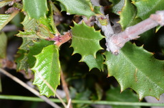 Ceanothus jepsonii albiflorus