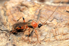 Aleiodes parasiticus