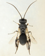 Ascogaster