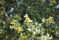 Quercus aucheri