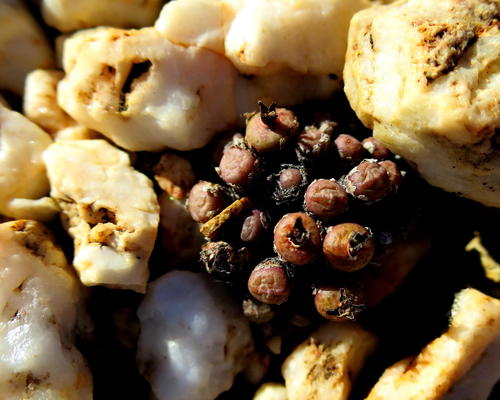 Conophytum piluliforme