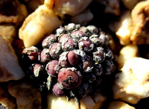 Conophytum piluliforme