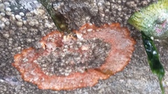 Watersipora cucullata