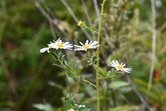 Aster incisus