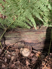 Scleroderma citrinum