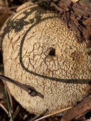 Scleroderma citrinum