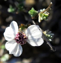 Eriocephalus grandiflorus