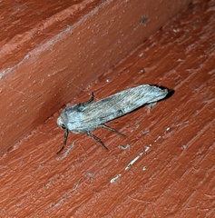 Lithomoia germana