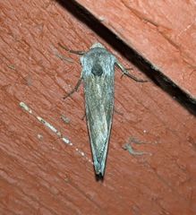 Lithomoia germana