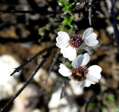 Eriocephalus grandiflorus
