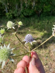 Eryngium integrifolium