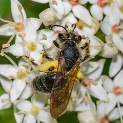 Andrena crataegi
