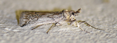 Melitara dentata