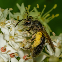 Andrena crataegi