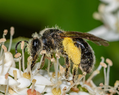 Andrena crataegi
