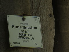 Ficus craterostoma