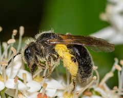 Andrena crataegi